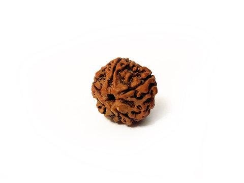 Rudraksh रुद्राक्ष