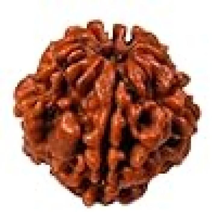 1 मुखी रुद्राक्ष