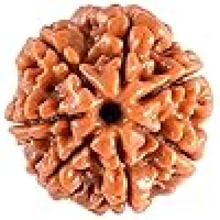 7 मुखी रुद्राक्ष